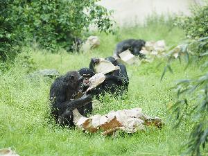„Entdeckertage Affen“ im Zoo Leipzig